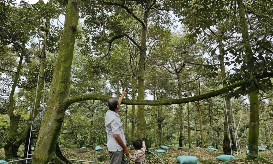 Tiền Giang thất mùa sầu riêng