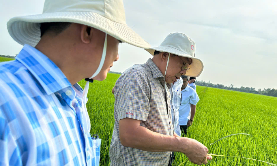 Kiểm tra mô hình 1 triệu hécta lúa chất lượng cao tại huyện Tân Thạnh