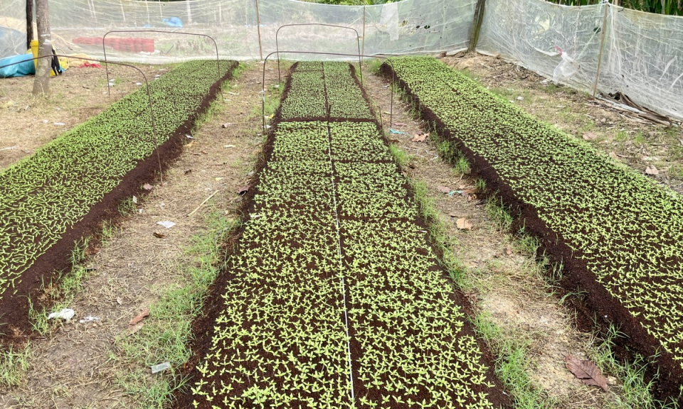 Nông dân Tân Hưng tất bật vào vụ hoa Tết