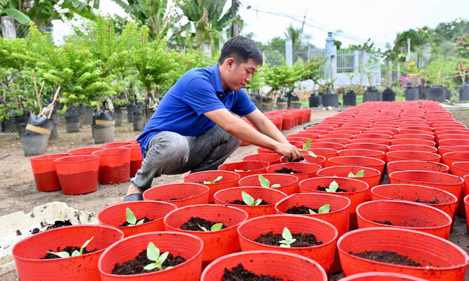 Nông dân Bến Lức tất bật trồng hoa, rau phục vụ Tết