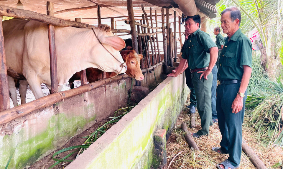 Cựu chiến binh vượt khó từ mô hình nuôi bò sinh sản