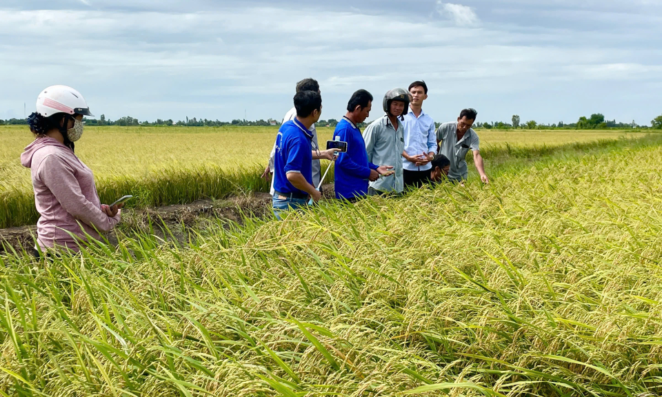 Tân Hưng triển khai mô hình điểm 1 triệu hecta canh tác lúa chất lượng cao 