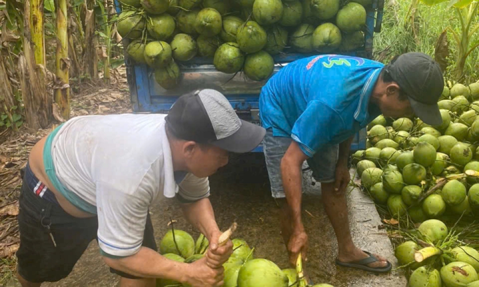 Dừa sốt giá, doanh nghiệp tại Tiền Giang, Bến Tre thiếu hàng