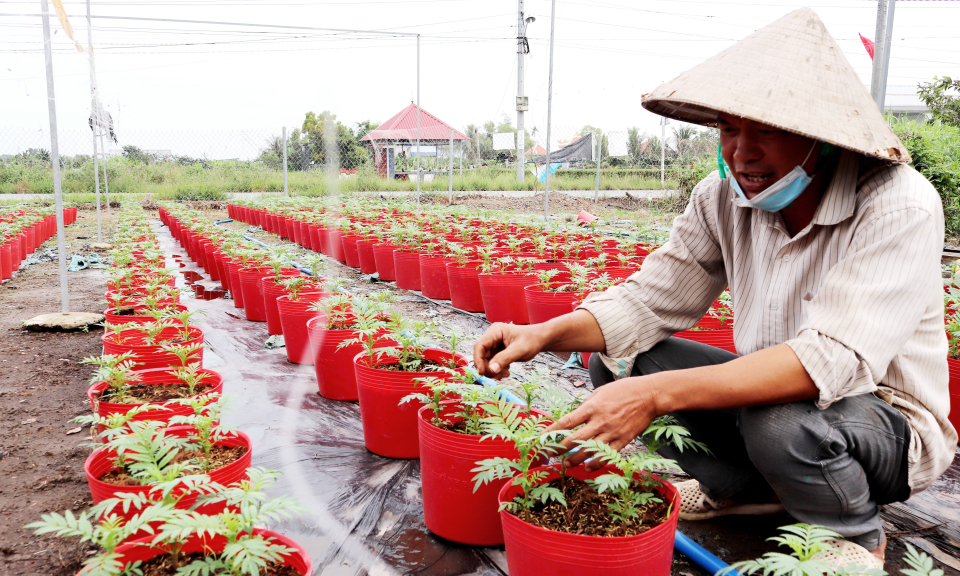 Nông dân Cần Đước chăm sóc hoa phục vụ Tết Nguyên đán Ất Tỵ 2025