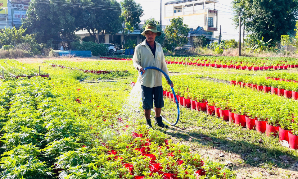 Tân Hưng: Người dân tích cực chăm sóc hoa phục vụ thị trường Tết