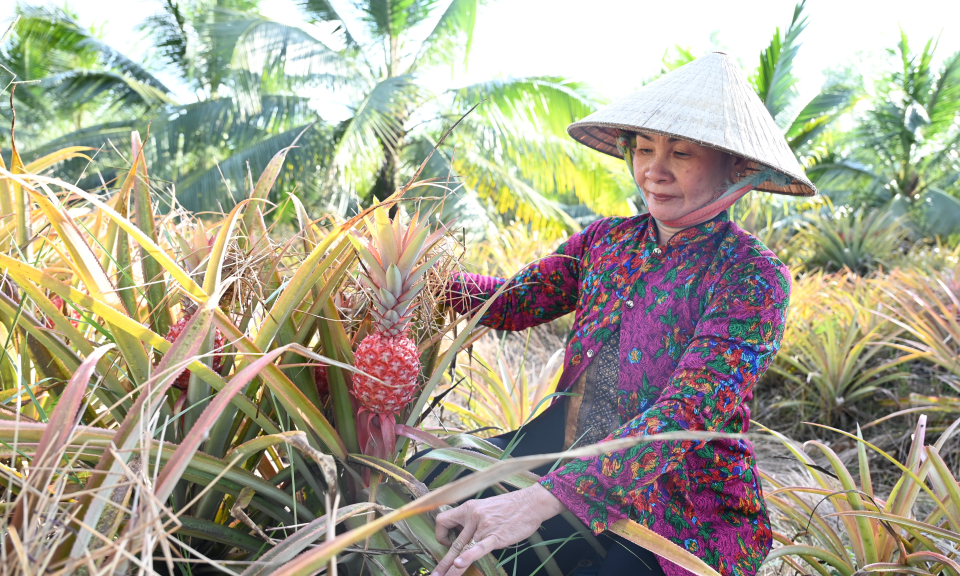 Bến Lức: Khóm son khoe sắc ngày Tết