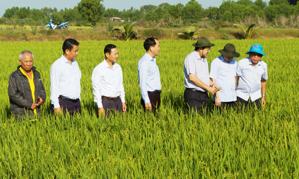 Lãnh đạo tỉnh thăm đồng đầu năm: Kỳ vọng vào nông nghiệp bền vững và liên kết sản xuất