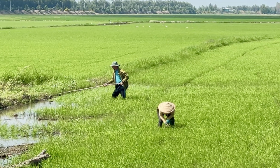 Nông dân Tân Hưng chủ động thăm đồng sau Tết