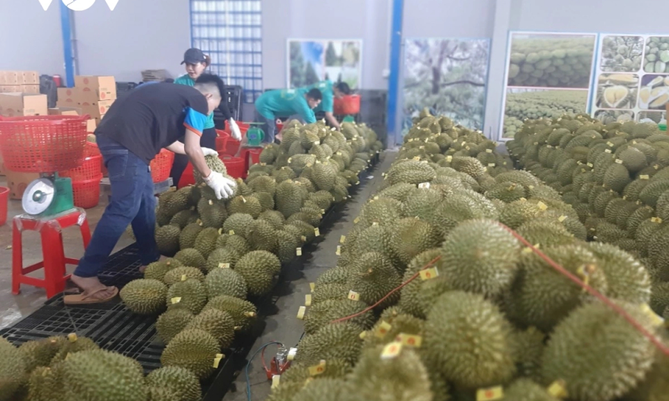 Sau Tết trái sầu riêng tại Tiền Giang giảm giá, xuất khẩu vẫn gặp khó khăn