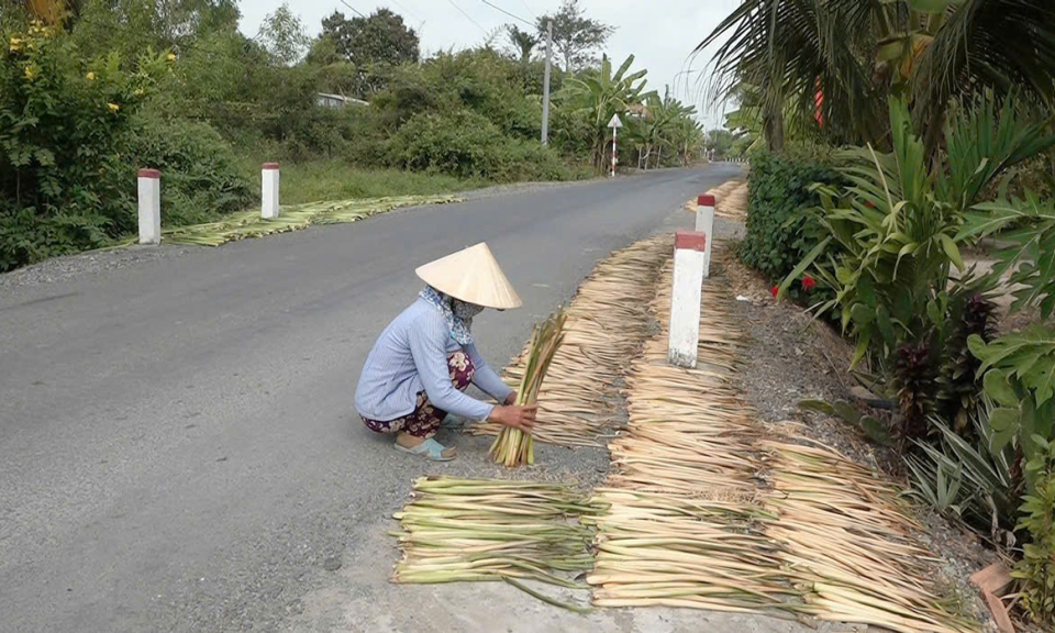 Kiến Tường nhiều hộ dân xã biên giới có thu nhập ổn định từ bán lục bình khô
