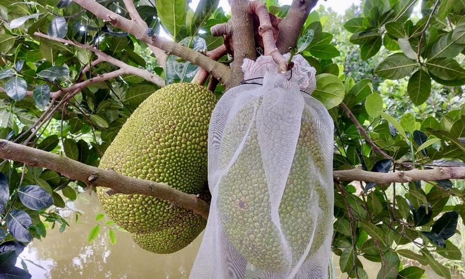 Tân Hưng dự kiến chuyển đổi trên 1.500 ha cây trồng 