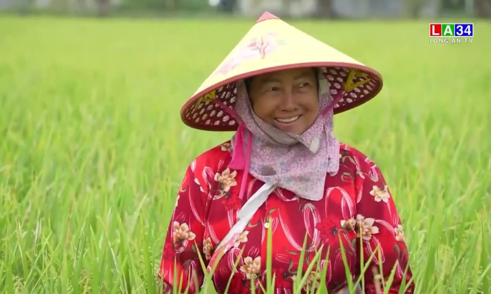 Tân Trụ chủ động ứng phó hạn mặn, đảm bảo sản xuất nông nghiệp