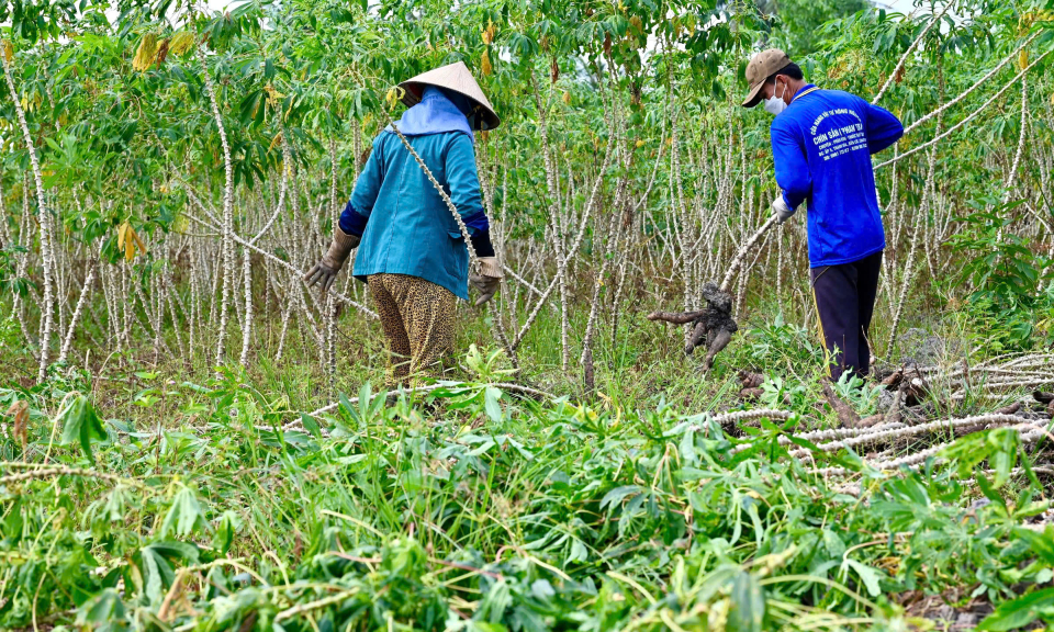 Bến Lức khoai mì rớt giá, nông dân lãi thấp