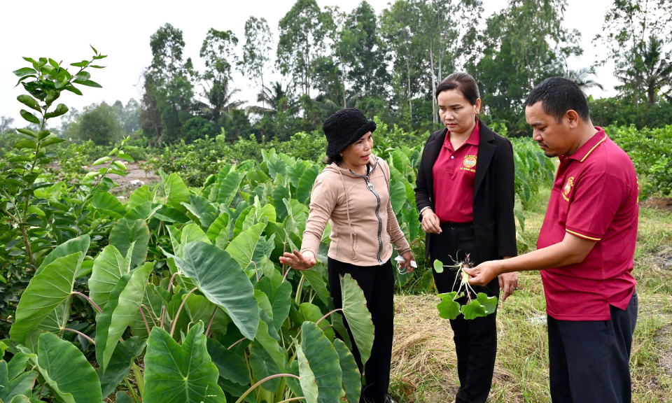 Bến Lức: Chị Lê Thị Cẩm Hồng - Làm giàu từ cây khoai môn