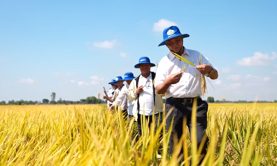Tổng kết mô hình Điểm sản xuất lúa theo hướng VietGap