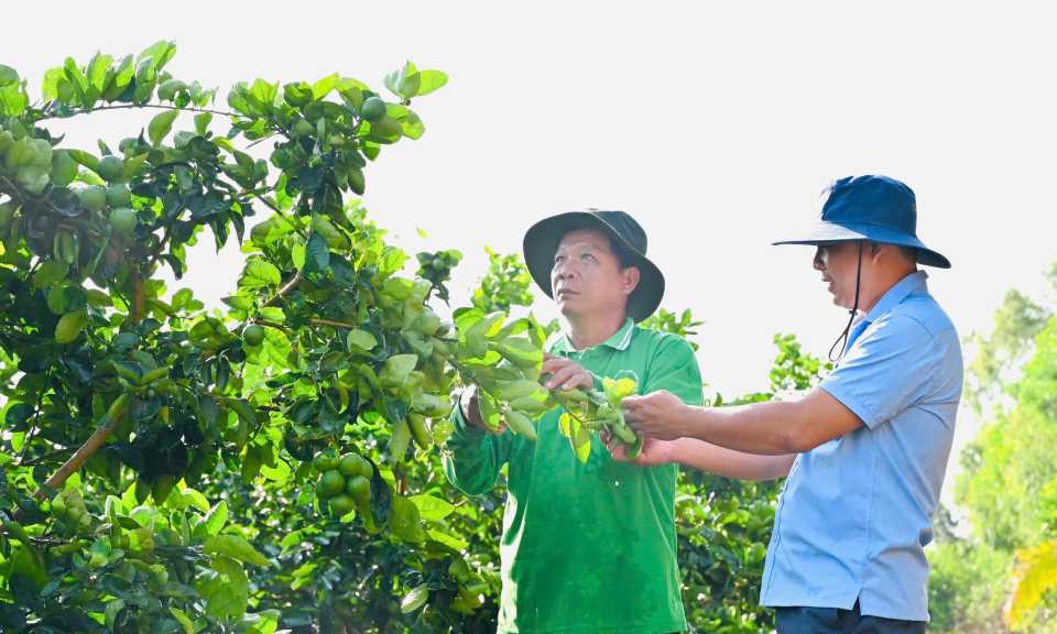 Bến Lức trồng chanh công nghệ cao giúp nông dân làm giàu