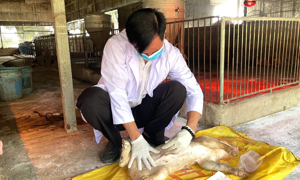 Tân Hưng phát hiện ở dịch nghi bệnh dịch tả heo Châu Phi