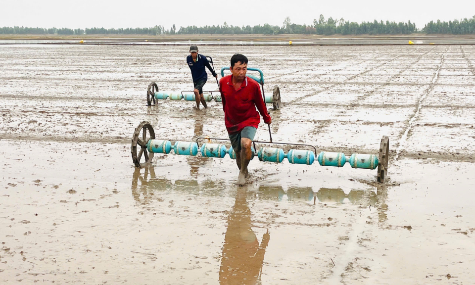 Nông dân Tân Hưng xuống giống gần 01 ngàn ha lúa hè thu 2025