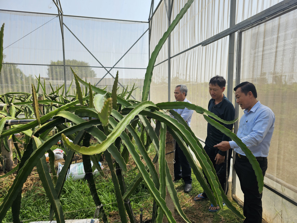 Bí thư Huyện ủy Châu Thành - Lê Quốc Dũng khảo sát mô hình trồng thanh long trong nhà lưới của anh Phan Phúc Thiện (xã Bình Quới, huyện Châu Thành)