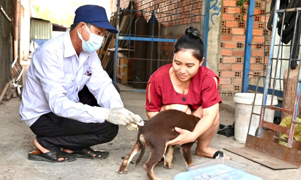Bến Lức: Đẩy mạnh tiêm vắc-xin phòng bệnh dại cho chó, mèo