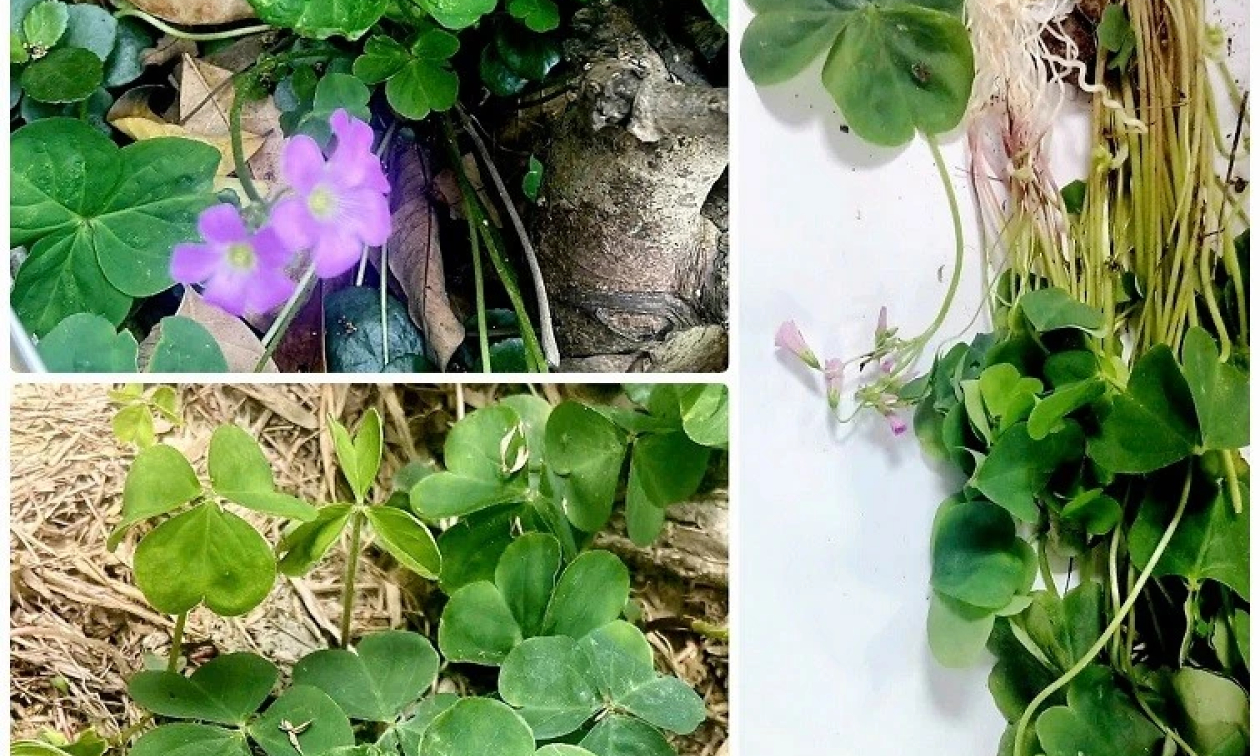 Người phụ nữ suy thận cấp vì uống nước me đất hoa đỏ cô đặc