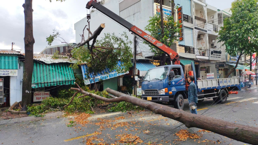 Cây sao lớn ngã chắn ngang đường Trà Quý Bình