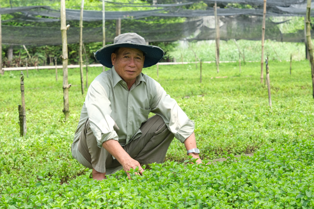 Ông Trần Văn Chính (xã Phước Lâm, huyện Cần Giuộc) có hơn 30 năm gắn bó với nghề trồng rau húng lủi, rau đắng