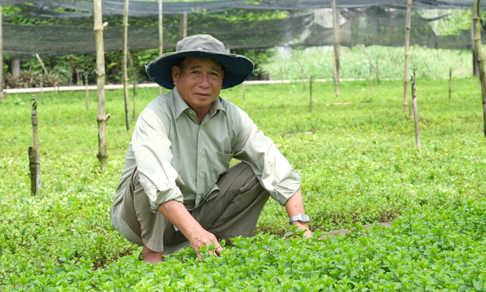Thu nhập ổn định nhờ trồng rau