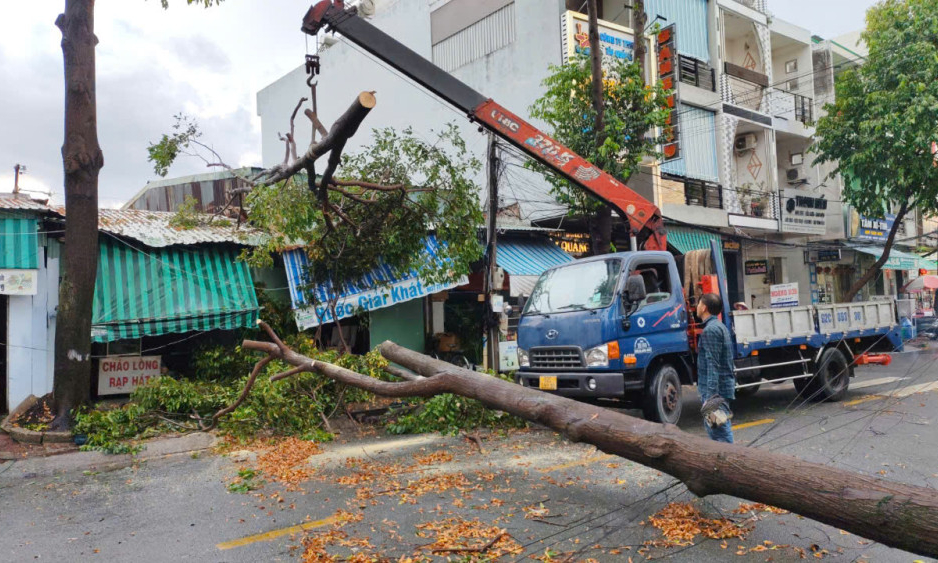 Cây xanh ngã chắn ngang đường sau cơn mưa lớn 