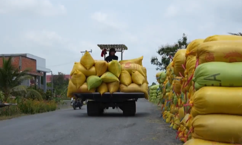 Lúa chất lượng cao chiếm tỷ trọng lớn trong sản lượng