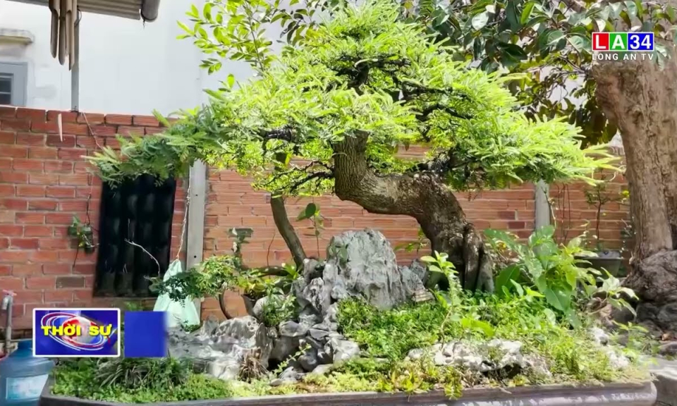 Bon sai - Từ thú vui tao nhã đến hiệu quả kinh tế cao 