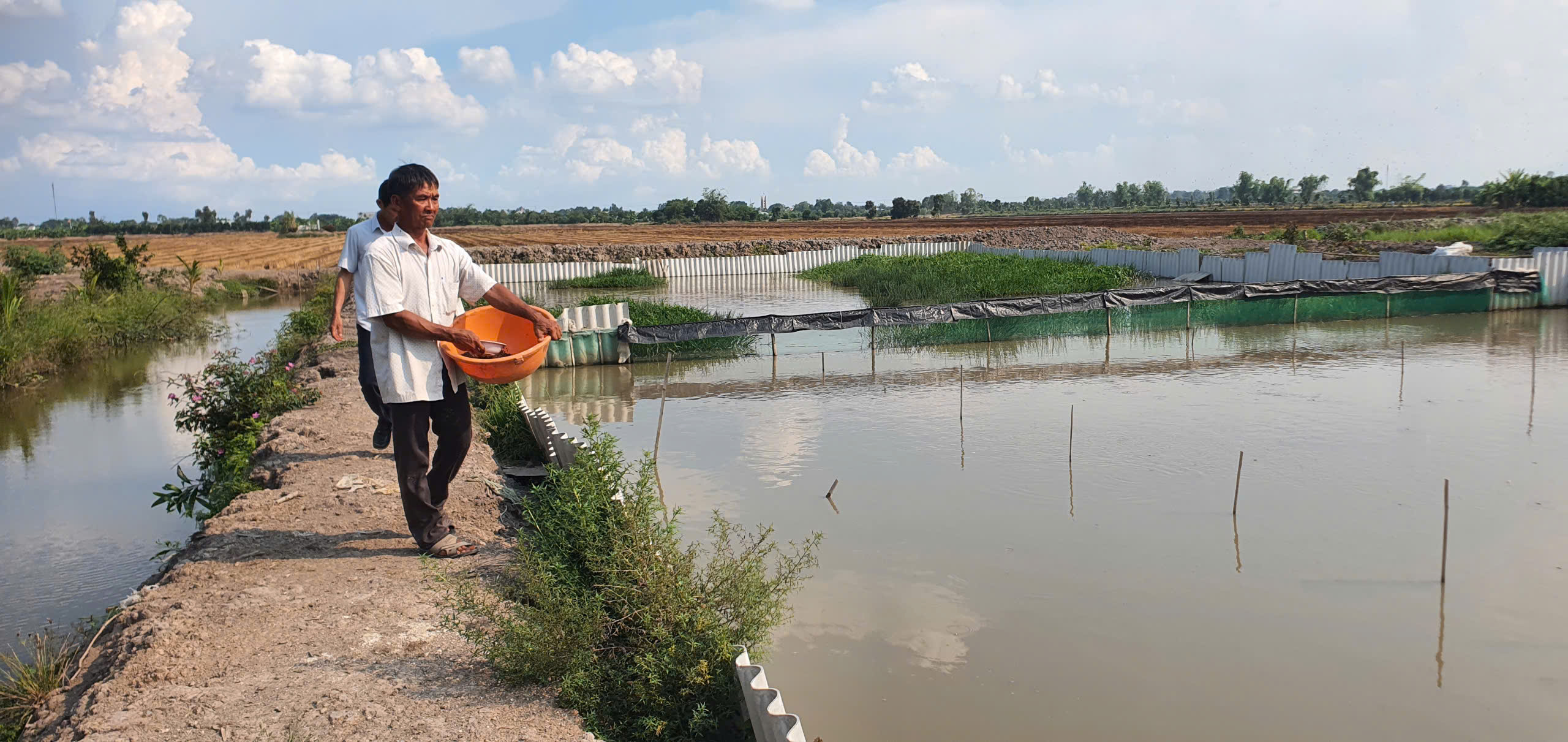 Ông Huỳnh Văn Thắng (xã Kiến Bình, huyện Tân Thạnh) đầu tư 2 ao với diện tích 1.800m2 để nuôi 7.000 con ba ba