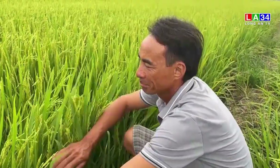 Tân Hưng: Lúa Hè Thu giai đoạn trổ bị ảnh hưởng do mưa