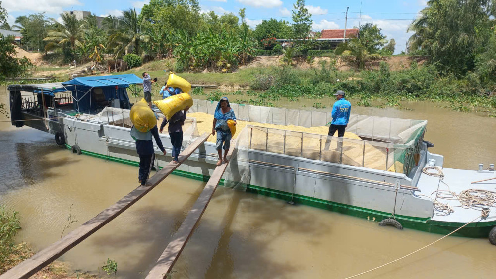 Giá lúa Hè Thu 2025 tăng nhưng nhiều nông dân không được hưởng lợi vì đã thu hoạch trước đó 