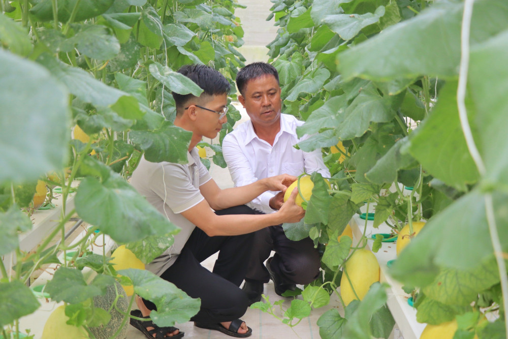 Anh Lưu Đức Tài (bên trái) chăm sóc dưa lưới