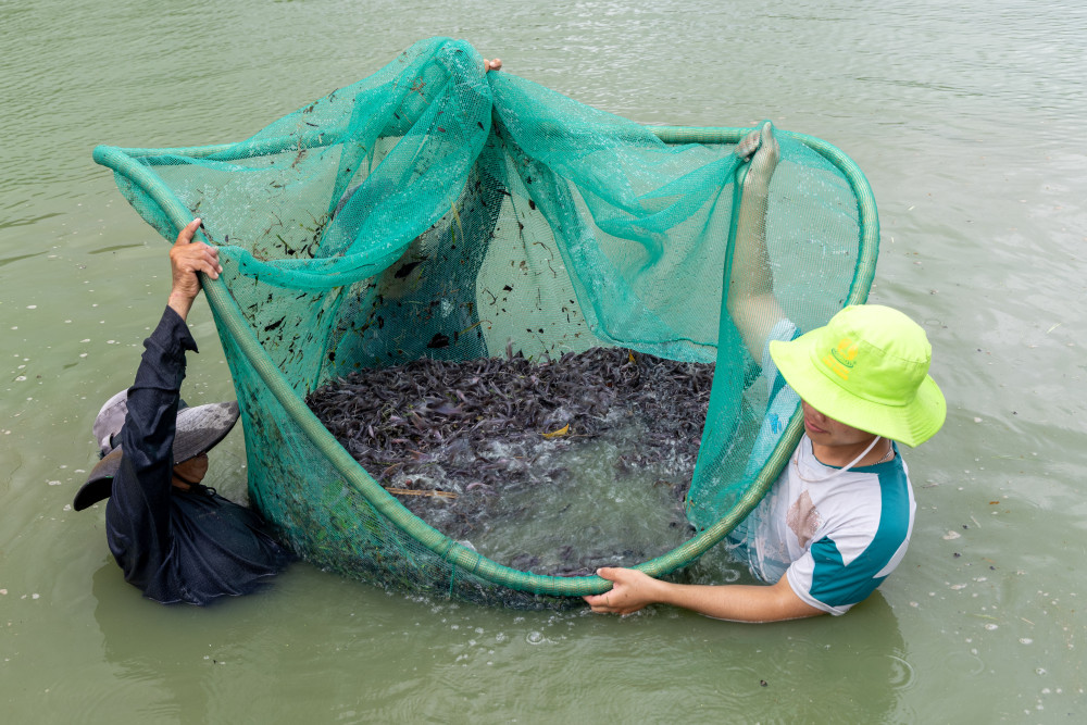 Thu hoạch cá giống (Ảnh: Duy Hiển)
