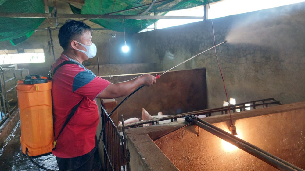 Hộ chăn nuôi cần thường xuyên vệ sinh, khử trùng chuồng trại