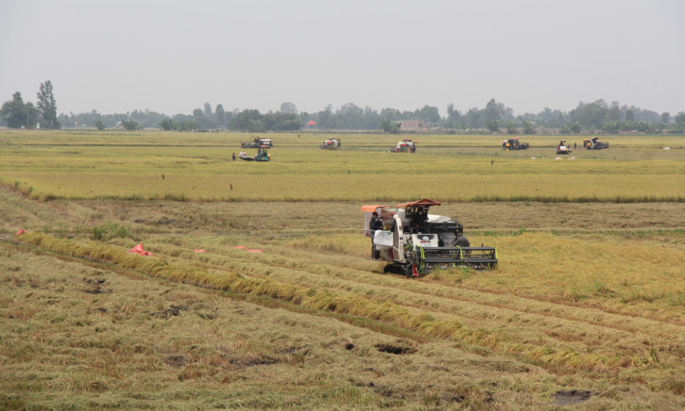 Giá lúa Hè Thu 2025 tăng so với đầu vụ