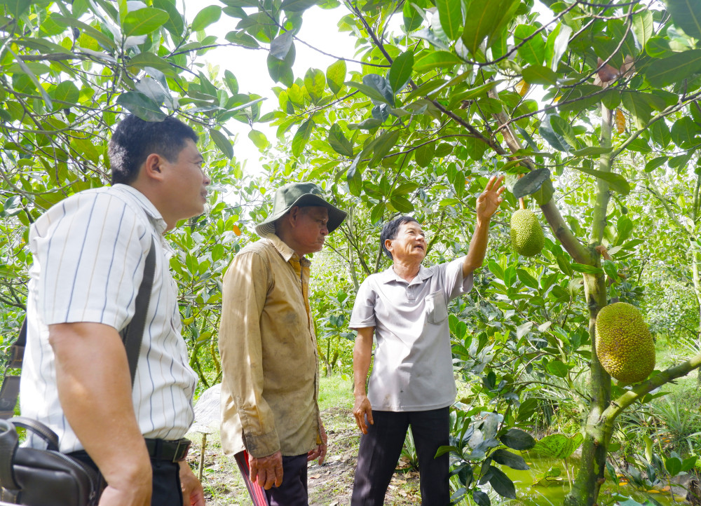 Vườn mít của anh Nguyễn Thanh Dũng (ngụ ấp Bằng Lăng, xã Nhơn Hòa Lập) phát triển tốt nhờ chú trọng việc sử dụng nguồn nước tưới và tiêu úng hợp lý