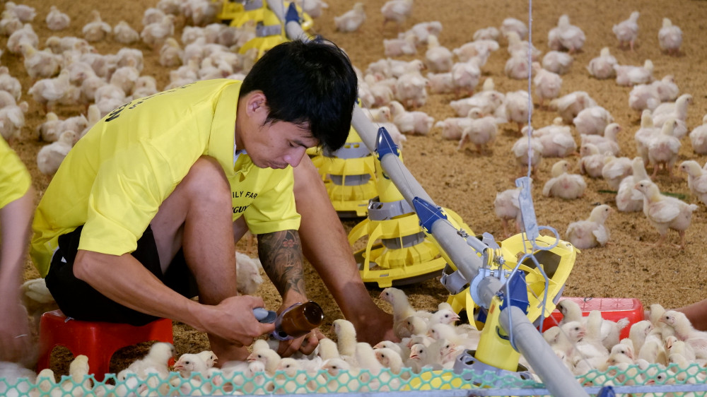 Việc chăn nuôi an toàn dịch bệnh, kiểm soát chất lượng từ đầu vào giúp doanh nghiệp chăn nuôi Tây Ninh dễ dàng tiếp cận thị trường Halal