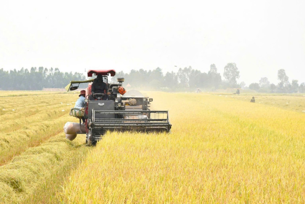 Cơ giới hóa đồng bộ giúp giảm chi phí, nâng cao chất lượng hạt gạo trong sản xuất VietGAP