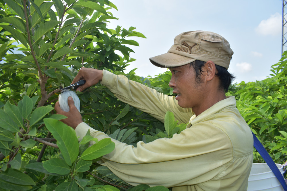 Sản xuất nông nghiệp theo hướng VietGAP, trong đó, mãng cầu Tây Ninh đã xuất khẩu đến nhiều thị trường lớn