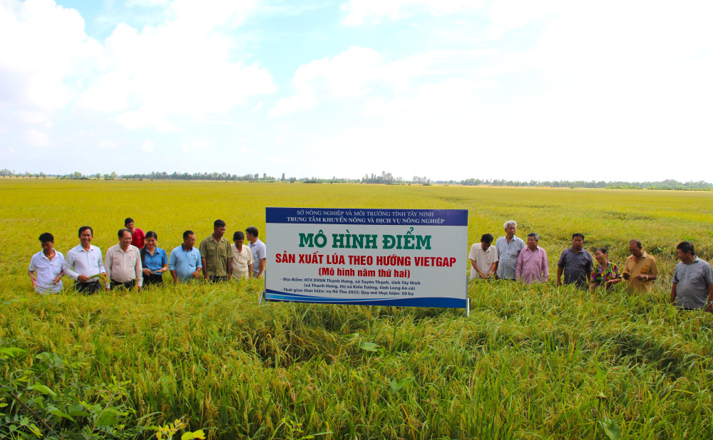 Tham quan mô hình điểm sản xuất lúa theo hướng VietGAP tại Hợp tác xã Nông nghiệp Thạnh Hưng (xã Tuyên Thạnh)