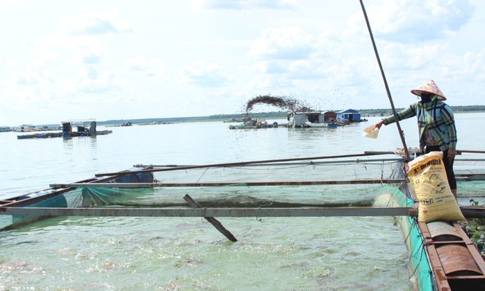 Đề án “Phát triển vùng nuôi trồng chuyên canh thủy sản gắn với hệ thống kênh Dầu Tiếng – Phước Hòa” giai đoạn 2021 – 2025, định hướng đến 2030, không chỉ góp phần tạo sinh kế bền vững cho người dân mà còn tận dụng hiệu quả nguồn nước từ hệ thống thủy lợi lớn của khu vực (Ảnh: Nguyên Thảo)