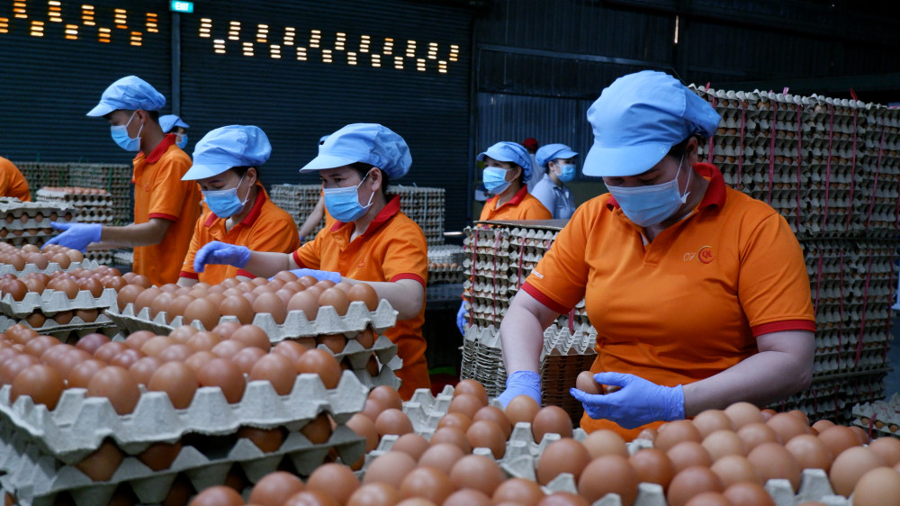 Để xuất khẩu sang thị trường Halal, các doanh nghiệp phải tuân thủ nghiêm ngặt nhiều quy định (Trong ảnh: Đóng hộp trứng gà xuất khẩu tại Công ty TNHH QL Việt Nam)