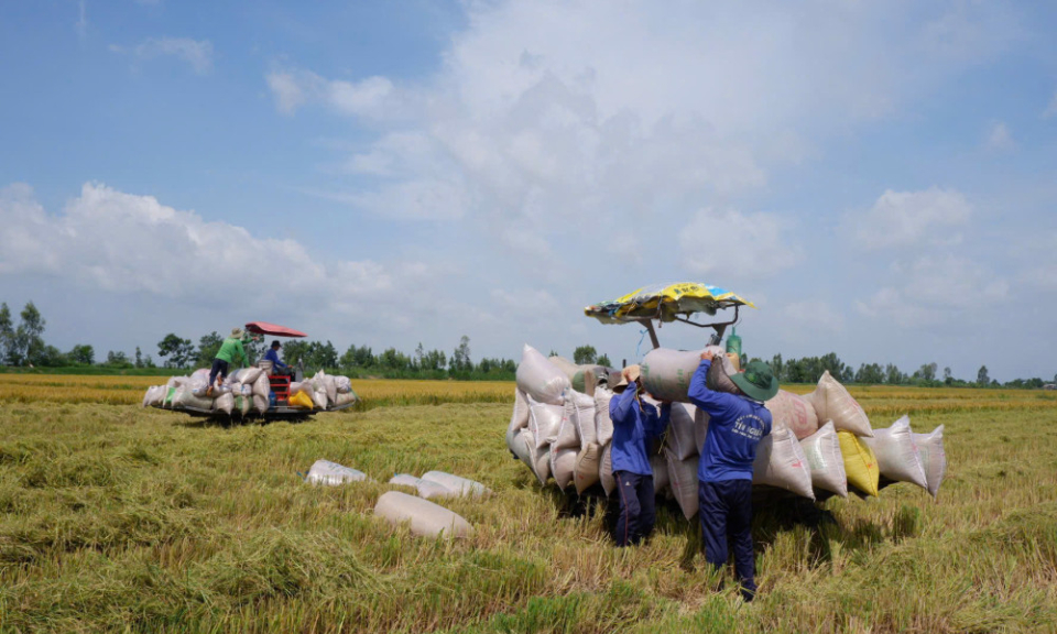 Step-by-step realizing the Project of 1 million hectares of high-quality, low-emission rice