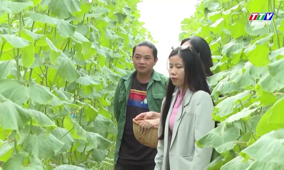 Nâng cao giá trị nông sản từ sản xuất sạch 