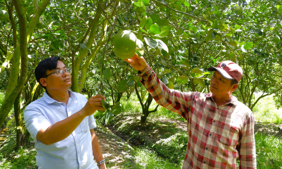 Bảo vệ vườn cây ăn trái trong mùa lũ