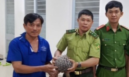 Người dân phát hiện tê tê quý hiếm và báo cơ quan chức năng