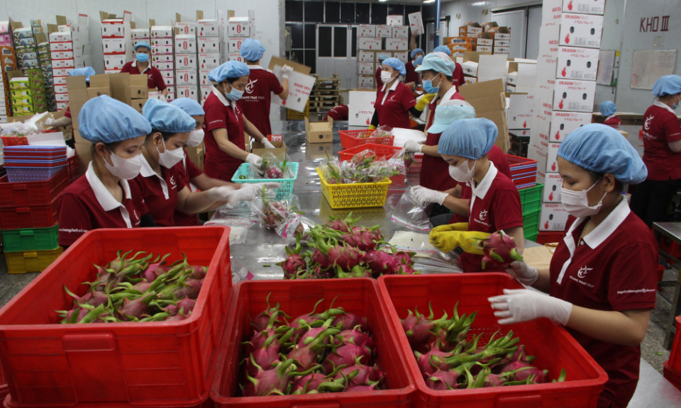 Thanh long 'được mùa, mất giá'